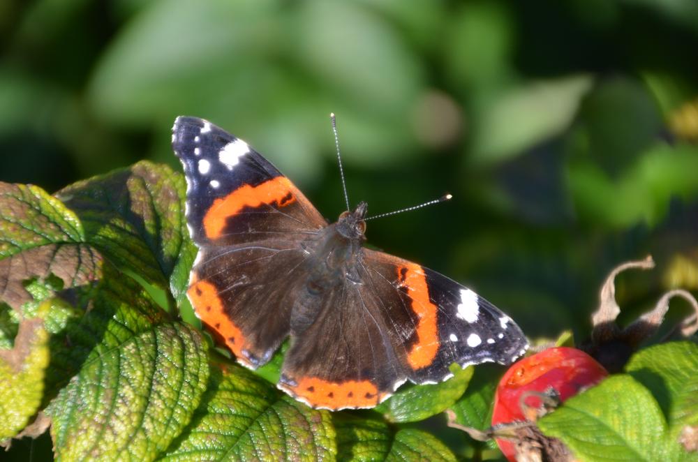 Der Schmetterling Admiral