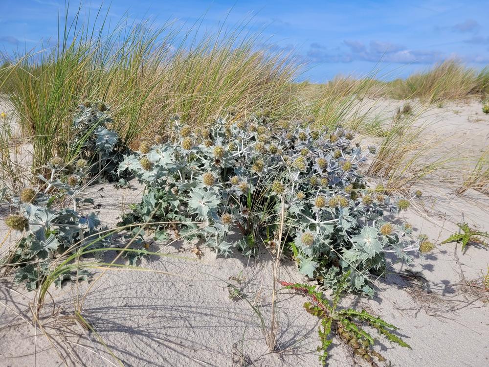 Stranddistel